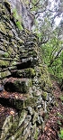 Plants: image 76 Of 208 Thumb